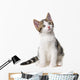 Kitten White