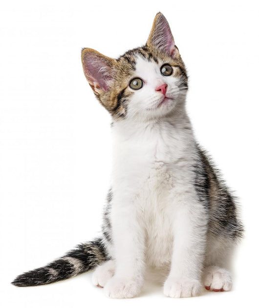 Kitten White