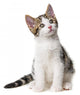 Kitten White