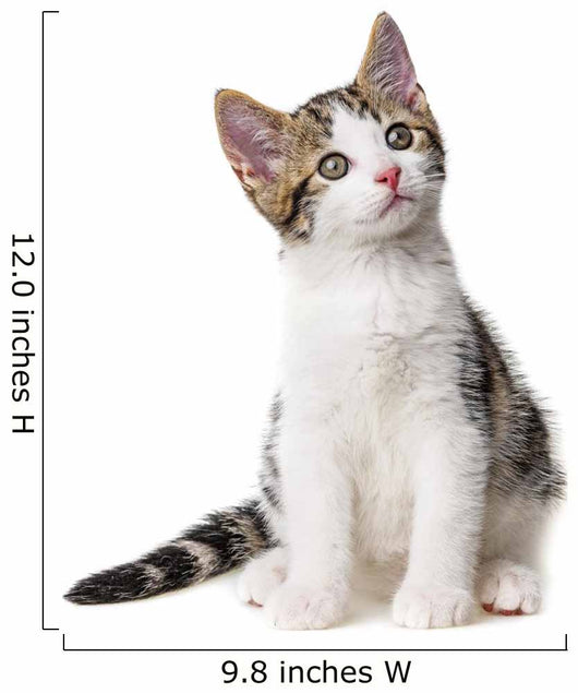 Kitten White