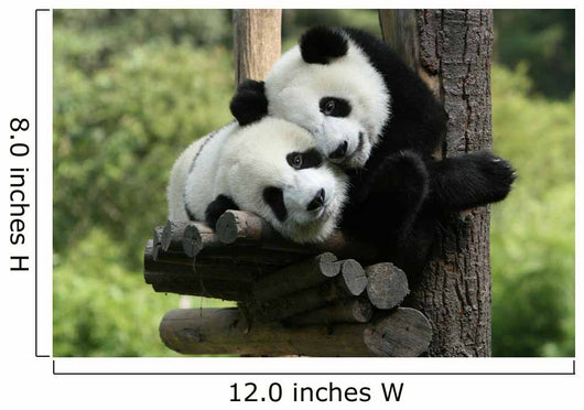 Panda Wall Mural