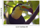 Close up of a Keel Billed Toucan Wall Mural