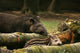 Tapir Baby With His Father Wall Mural