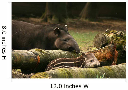 Tapir Baby With His Father Wall Mural