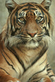 Portrait of a Sumatran Tiger Wall Mural
