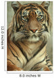 Portrait of a Sumatran Tiger Wall Mural