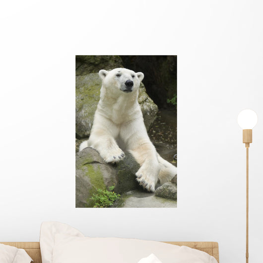 Polar Bear Portrait Wall Mural
