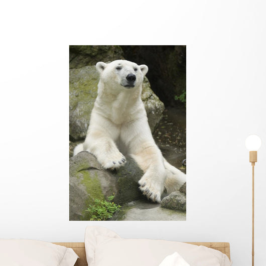 Polar Bear Portrait Wall Mural