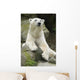 Polar Bear Portrait Wall Mural