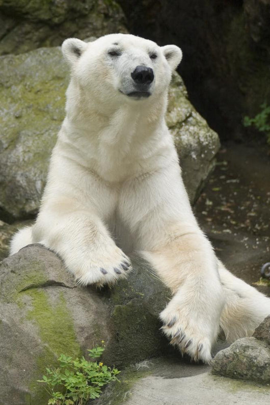Polar Bear Portrait Wall Mural