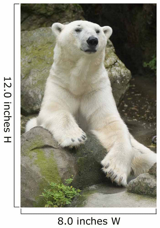 Polar Bear Portrait Wall Mural