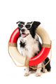 Border Collie as Beach Guard Wall Decal