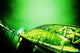 Lime Cologne Wall Decal
