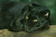 Black Leopard Resting Wall Mural