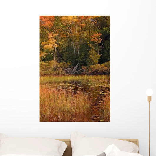 Aerial Fall Forest New Wall Decal