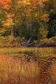 Aerial Fall Forest New Wall Decal
