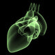heart x-ray Wall Mural