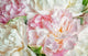 Blooming peonies Wall Mural