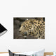 Amur Leopard Wall Mural