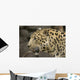 Amur Leopard Wall Mural