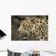 Amur Leopard Wall Mural