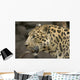 Amur Leopard Wall Mural