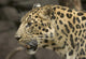 Amur Leopard Wall Mural