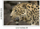 Amur Leopard Wall Mural