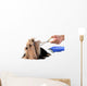 Care for Dog Hair