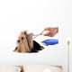 Care for Dog Hair