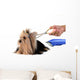 Care for Dog Hair