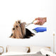 Care for Dog Hair
