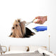 Care for Dog Hair