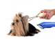Care for Dog Hair