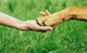 Dog Paw and Human