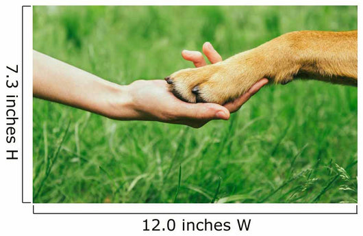 Dog Paw and Human