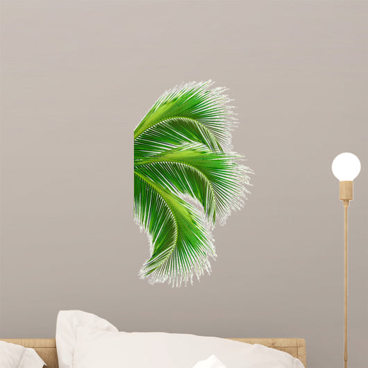 Leaves Palm Tree White