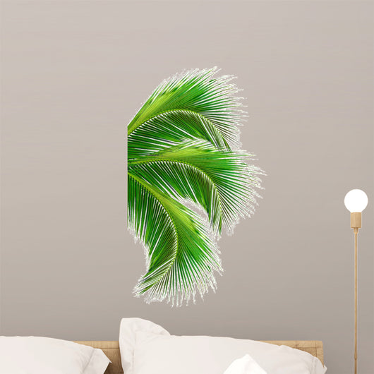 Leaves Palm Tree White