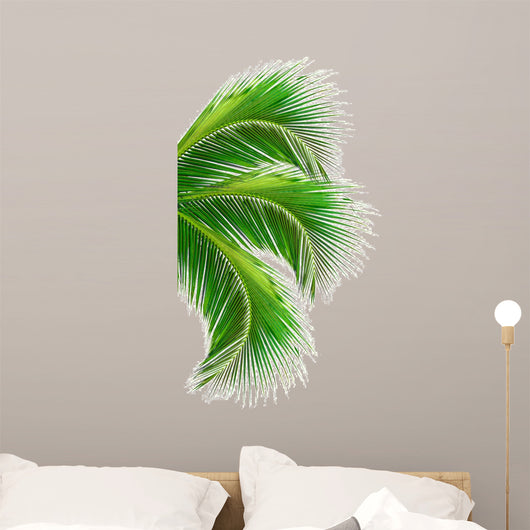 Leaves Palm Tree White