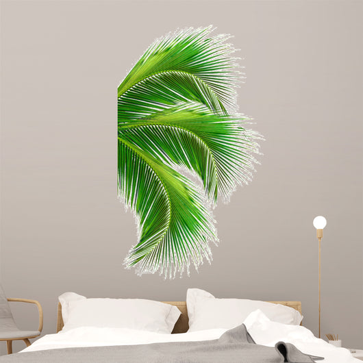 Leaves Palm Tree White