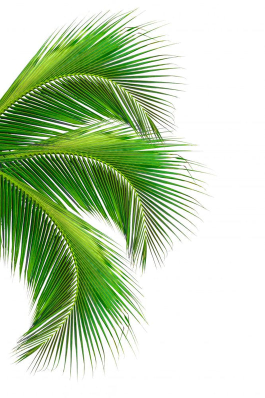 Leaves Palm Tree White