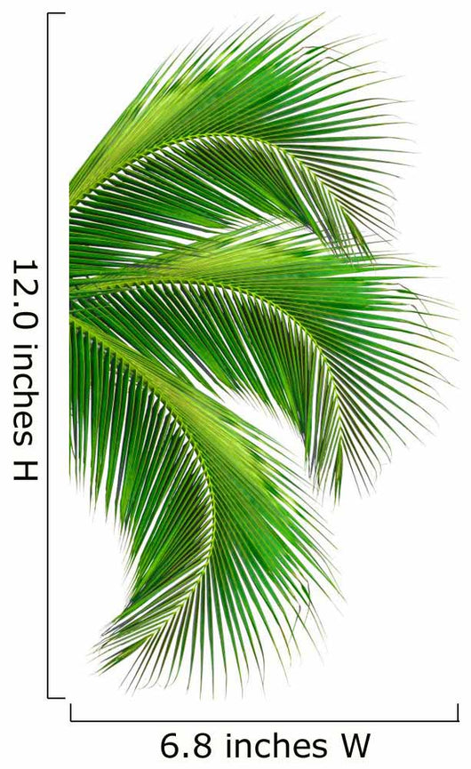 Leaves Palm Tree White