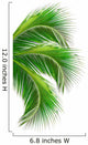 Leaves Palm Tree White