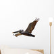 Brown Pelican Fligh