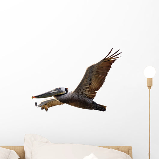 Brown Pelican Fligh