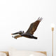 Brown Pelican Fligh