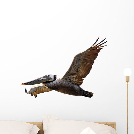 Brown Pelican Fligh