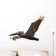 Brown Pelican Fligh