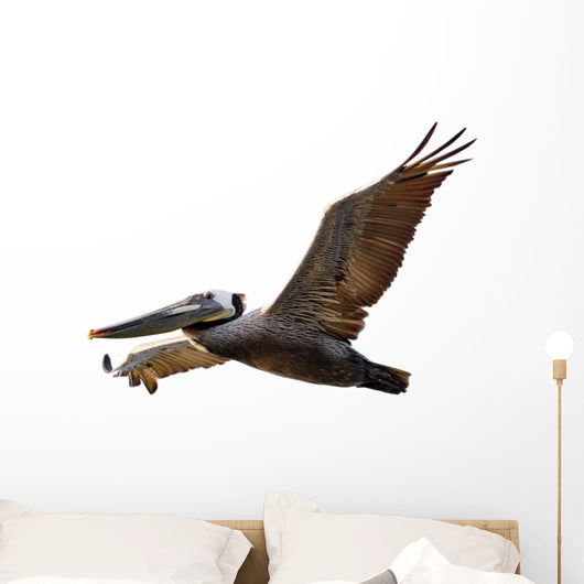 Brown Pelican Fligh