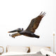 Brown Pelican Fligh